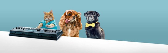 Social Media Superstars Lend Star Power To Homeless Cats and Dogs Social Media Superstars Lend Star Power To Homeless Cats and Dogs