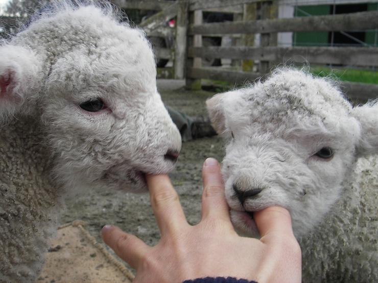 Sheep Whispering Techniques at Sh.I.T.E.