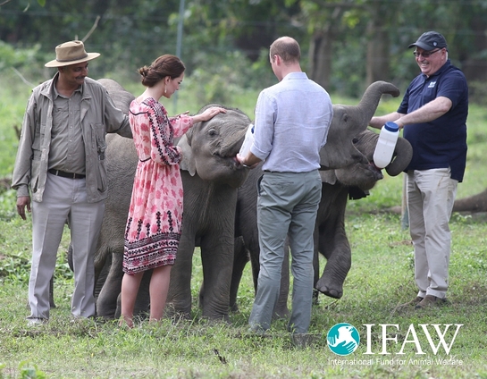 Prince William and Princess Kate bottle fed orphaned elephant calves and baby rhinos at IFAW/WTI's animal rescue center in Kaziranga, India