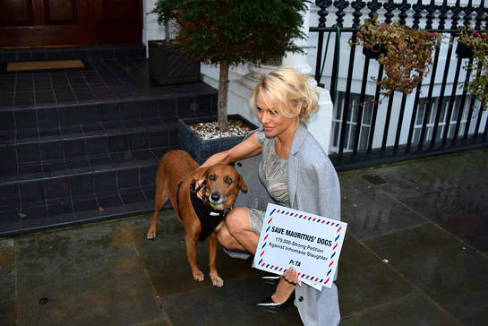 PAMELA ANDERSON TAKES PLEAS OF THOUSANDS TO PARADISE ISLAND HIGH COMMISSION