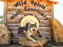 Wild Spirit Wolf Sanctuary