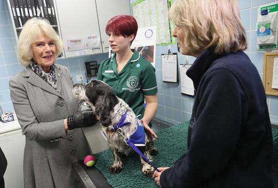 The Duchess of Cornwall visits Battersea Dogs and Cats Home Old Windsor centre 