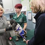 Duchess Of Cornwall Named New Royal Patron Of Battersea Dogs And Cats Home