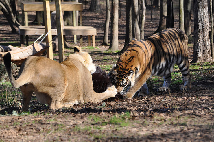 Liberty The Lioness Finds Fun With Repurposed Fur Toy