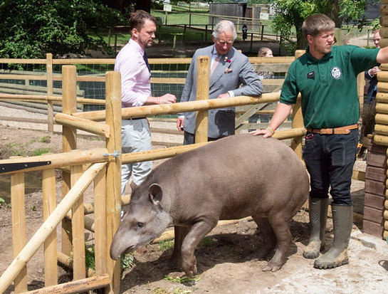 The Prince of Wales meets Teddy the South American Tapir during his visit to Jimmy's Farm