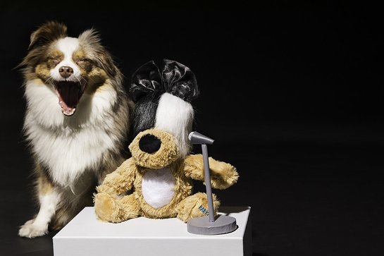 Sia's Lickalike – a new limited-edition BARK Original dog toy in partnership with singer-songwriter, Sia