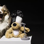 Sia Co-Designs Dog Toy Benefiting Animal Haven's Recovery Road