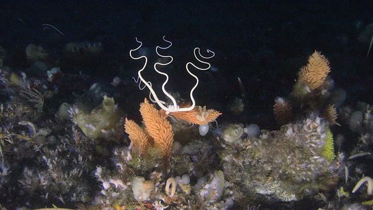 Underwater Antarctic submarine image.