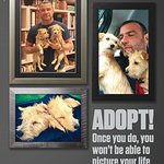 Liev Schreiber and His Hurricane Harvey Rescue Pups Are Now PETA Pinups