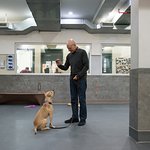 Patrick Stewart Visits ASPCA Canine Annex For Recovery And Enrichment For National Dogfighting Awareness Day