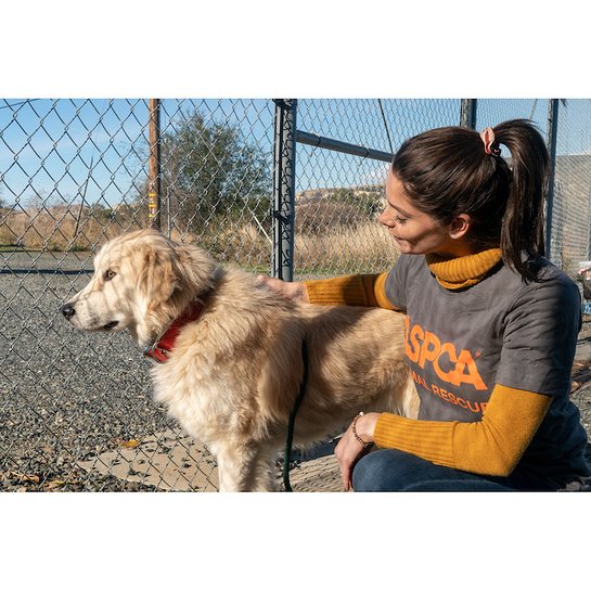 Ashley Greene volunteers at an emergency shelter with the ASPCA to help care for animals displaced by the Camp Fire