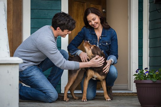 New Film Teams Up With Humane Society Of The United States To Aid Veterans Through Human-Animal Bond - Look to the Stars New Film Teams Up With Humane Society Of The United States To Aid Veterans Through Human-Animal Bond - Look to the Stars