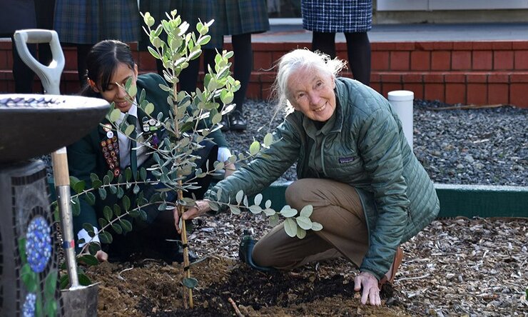 Jane helped plant trees during her visit to Marsden School in Wellington.