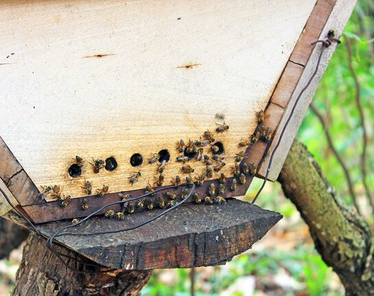 In Tanzania and Uganda JGI is working with communities living in and around critical habitat to establish their own hives, providing equipment, knowledge and the skills to care and harvest high quality organic honey.