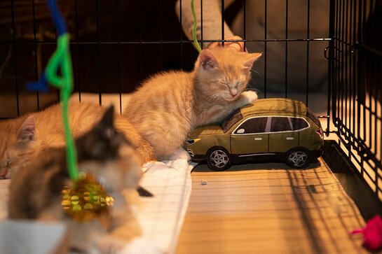 Adoptable kittens from the ASPCA's NYC Adoption Center greeted guests and honorees.