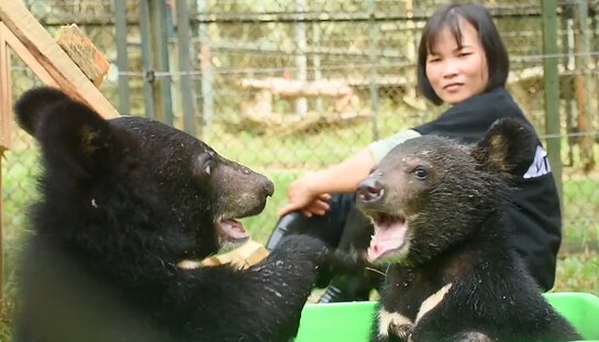 The two rescued bear cubs at the Animals Asia sanctuary in Tam Dao, Vietnam