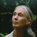 Jane Goodall