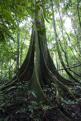 March 20th 2009, Cristalino State Park, Alta Floresta, Mato Grosso (Brasil). View of the rainforest canopy from the ground in in Cristalino State Park, Brazil. 