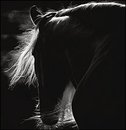 Michelle Akers Horse Rescue Michelle Akers Horse Rescue