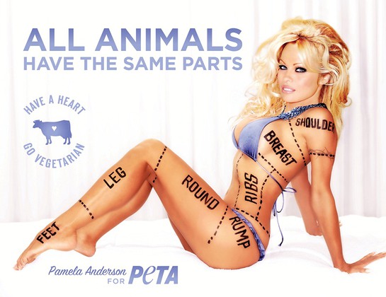 Good Dog Food For Breast Feeding Females Good Dog Food For Breast Feeding Females