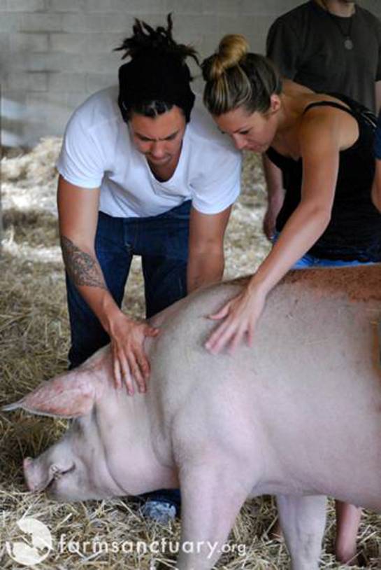 Colbie Caillat Visits Farm Sanctuary