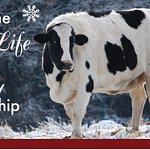 Adopt A Farm Animal For Christmas