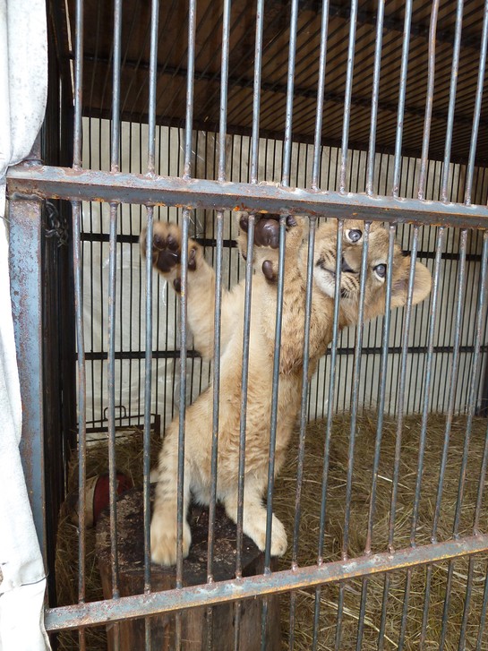 Lion Cub Hanging Around