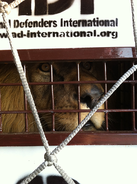 One of the majestic male lions carefully observing as he is loaded.