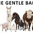 Photo: The Gentle Barn