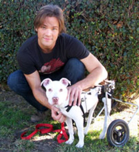 Jared Padalecki and rescue dog