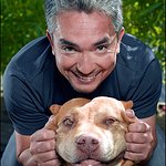 Winnipeg Humane Society Launches Celebrity Pet Bowl Auction