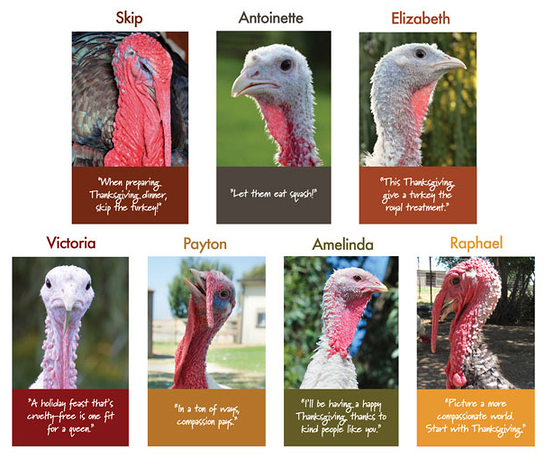 Farm Sanctuary Turkeys