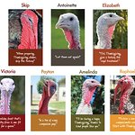 Ellen DeGeneres Wants You To Adopt A Turkey For Thanksgiving