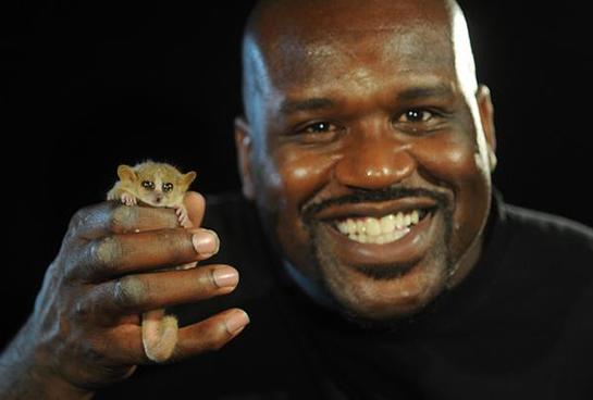 Shaq poses with Mouse Lemur