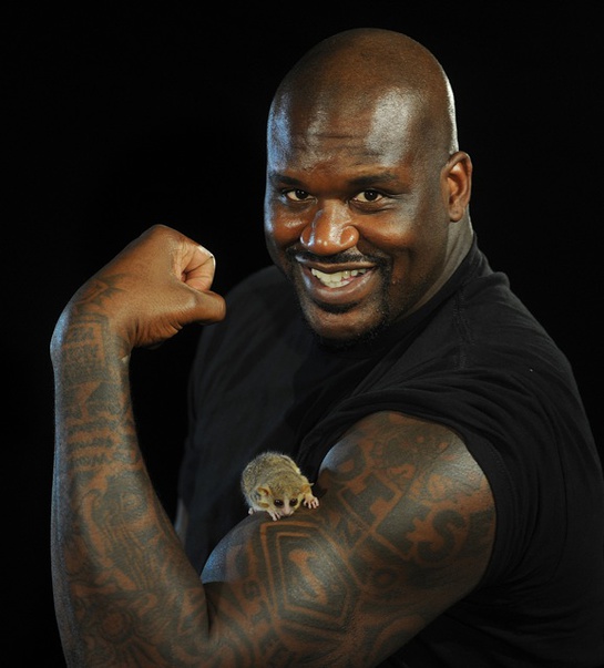 Shaq poses with Mouse Lemur