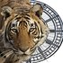 Photo: TigerTime