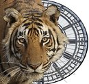 TigerTime TigerTime