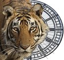 TigerTime