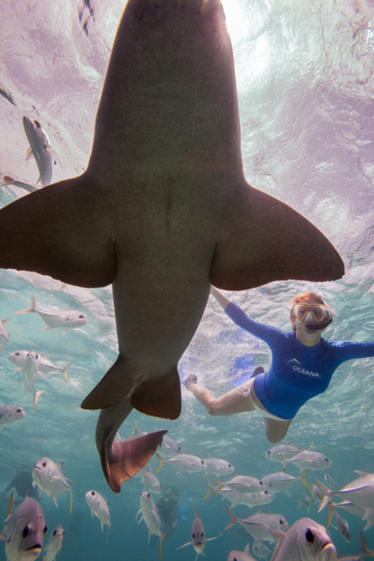 Kate Walsh is wearing a Nautica rash guard created for Oceana 