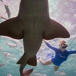 Kate Walsh Swims With Sharks in Belize