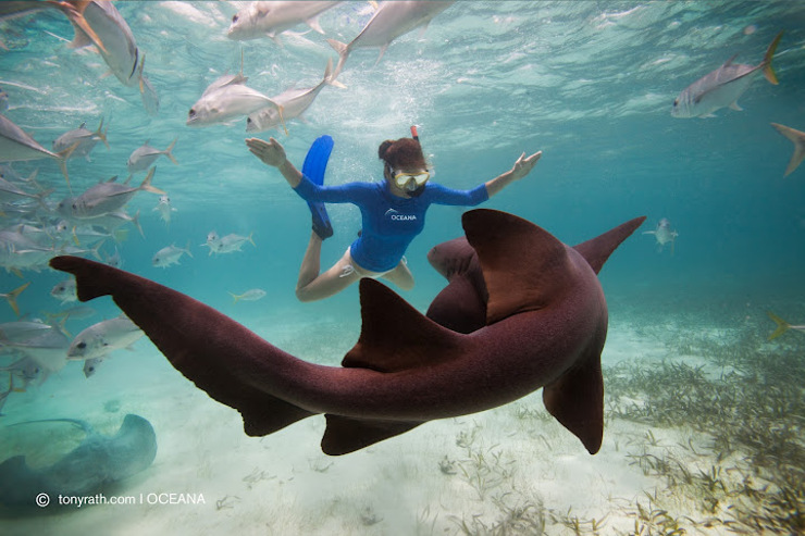 Kate Walsh swims with a nurse shark in Belize