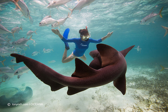 Kate Walsh swims with a nurse shark in Belize Kate Walsh swims with a nurse shark in Belize