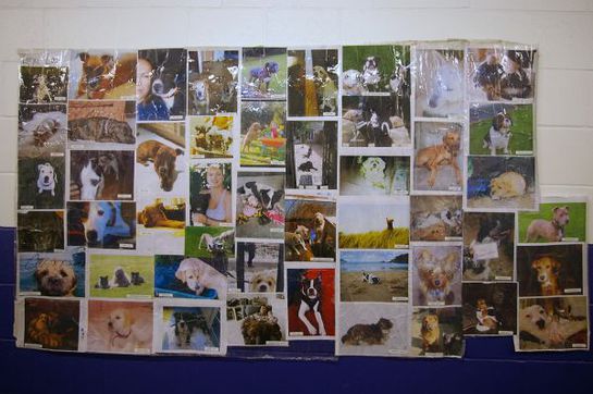 George Michael's Dog Photo Wall