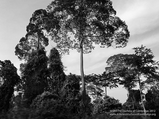 Photo of tall tree above canopy