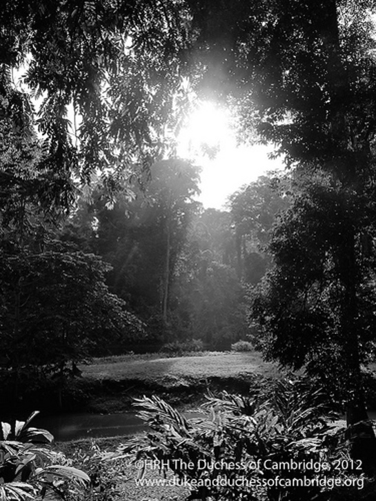 Photo of jungle clearing 1 Photo of jungle clearing 1