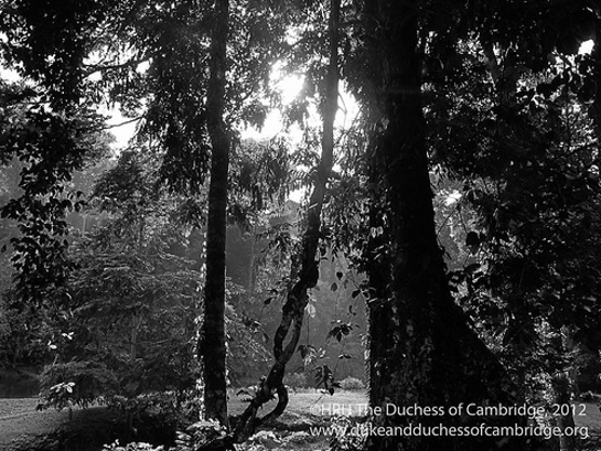 Photo of jungle clearing 2 Photo of jungle clearing 2