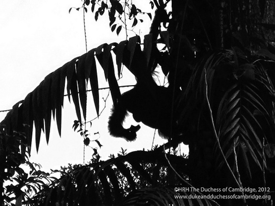 Photo of orangutan Photo of orangutan