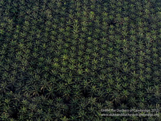 Photo of Palm Oil Plantation