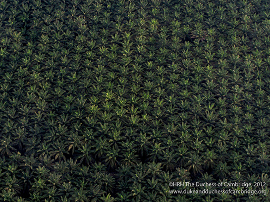Photo of Palm Oil Plantation Photo of Palm Oil Plantation