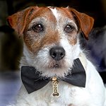 Uggie Named As Spokesdog For Pets Of Valor Award